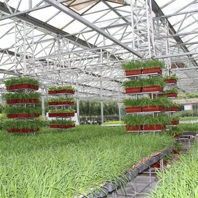Smart Glass Greenhouse Farming