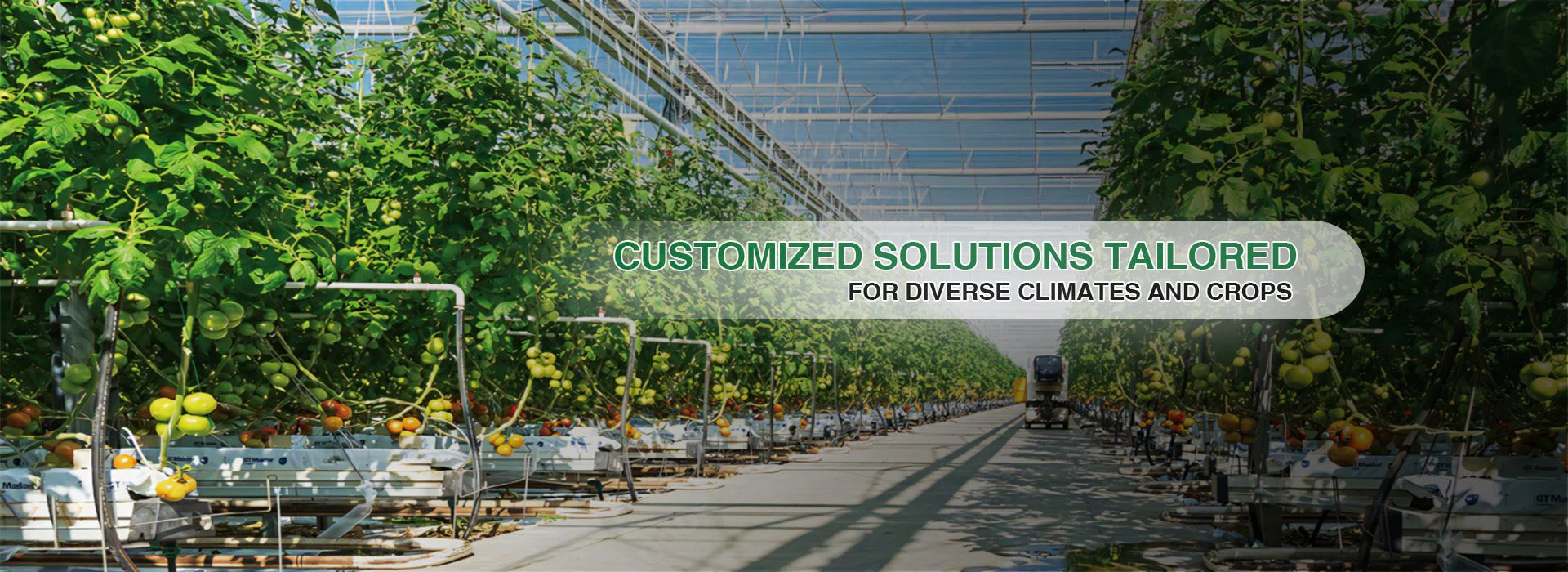 professional greenhouse design manufacturing processing